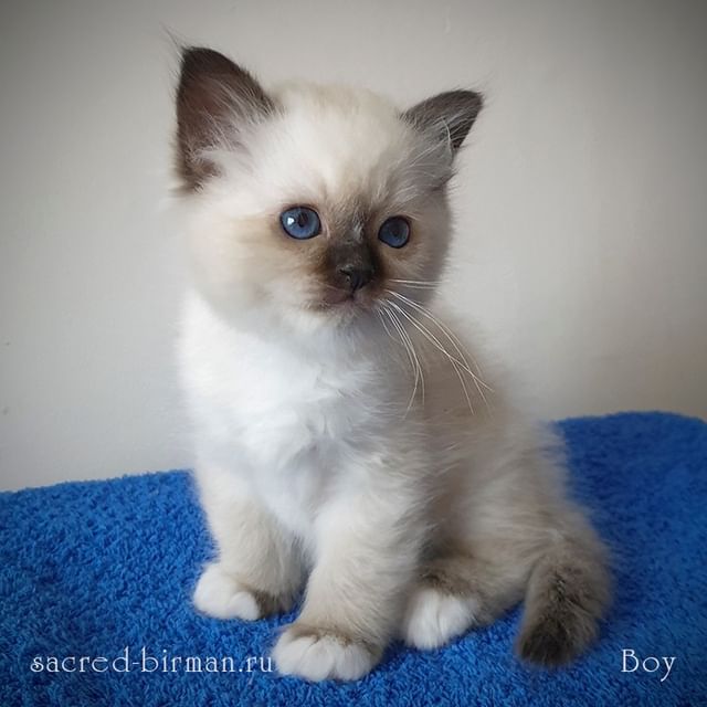 sacredbirman в LOOKY. . 🔔 Кто записывался в...