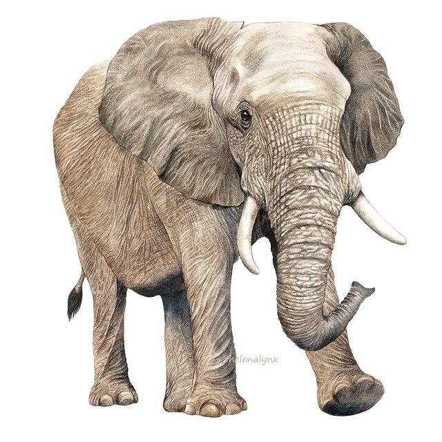 helenalynx в LOOKY. #animalartists,#elephantart,#watercoloranimals. Еще один мой фаворит...