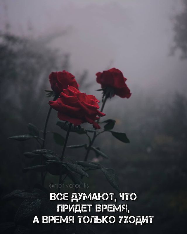 motivator_lis в LOOKY. #мотивация,#мотиватор,#мотивашка,#лис,#мотивациялис,#улучшениесебя,#дисциплина,#книги,#цитаты,#цитатыдня,#несдавайся,#твойпуть,#успех,#саморазвитие. Добро пожаловать на ...