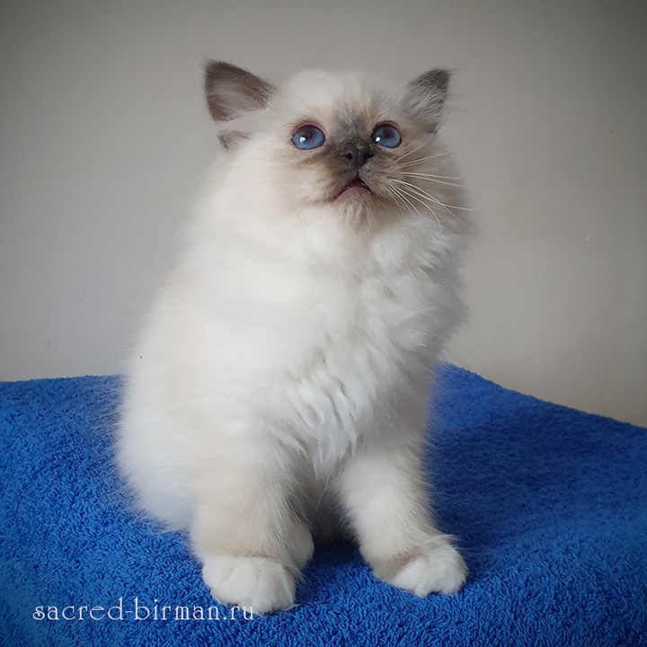 sacredbirman в LOOKY — 💡 Для жителей САНКТ-ПЕТЕРБУРГА!
Друзья, мы снова ищем дом д