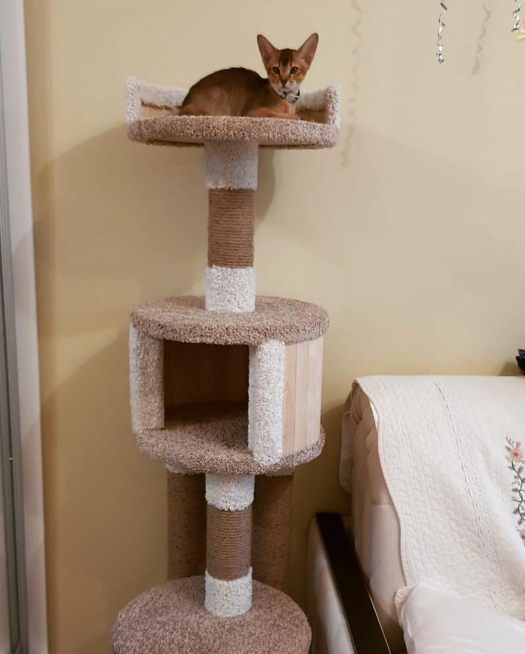 abyssinian_cats_abyterra в LOOKY — фото 2