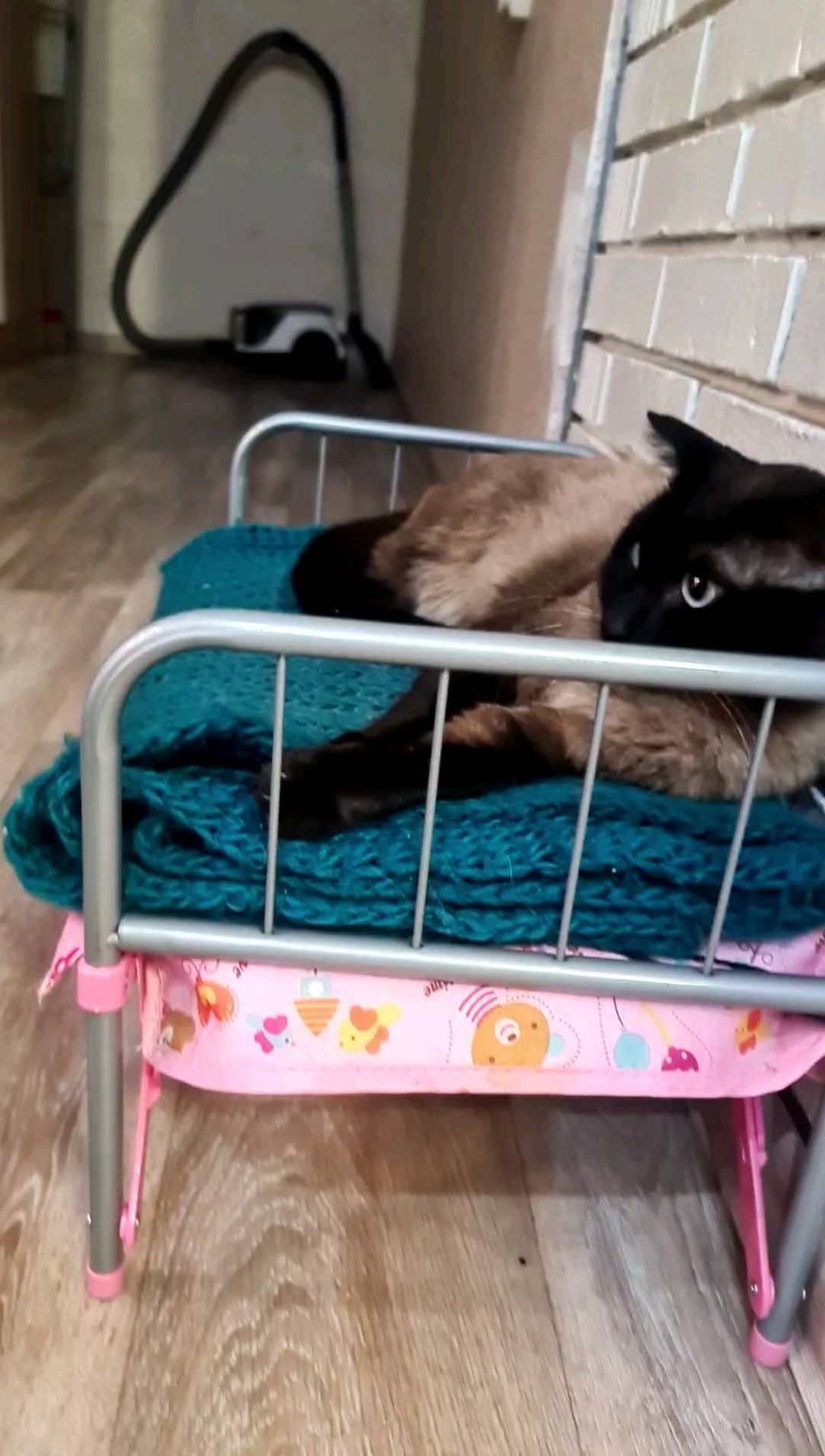 dorzhisdte9ps1k в LOOKY. #котики. #котики