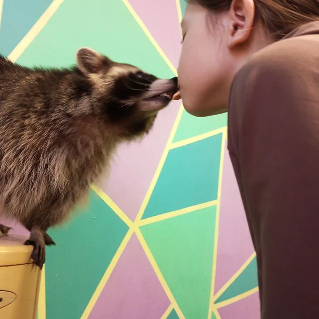 ibraevs0005 в LOOKY. #хиженаенота. 🦝🐾 #хиженаенота 🐾...