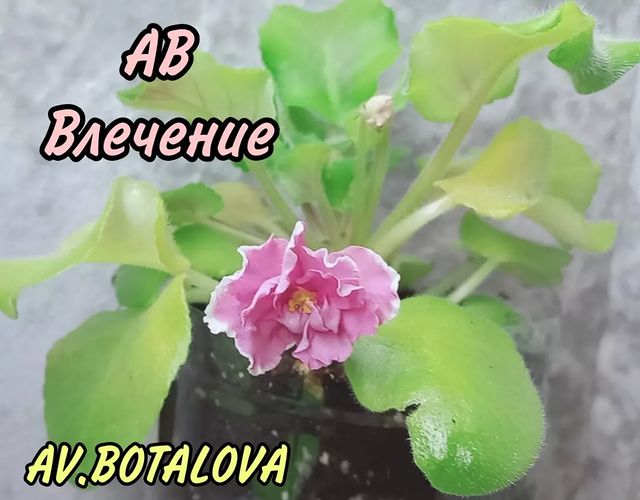 b4v__beautifully в LOOKY. #сортовые,#фиалки,#сенполии,#узамбарская,#цветы,#флора. #сортовые
#фиалки
#с...