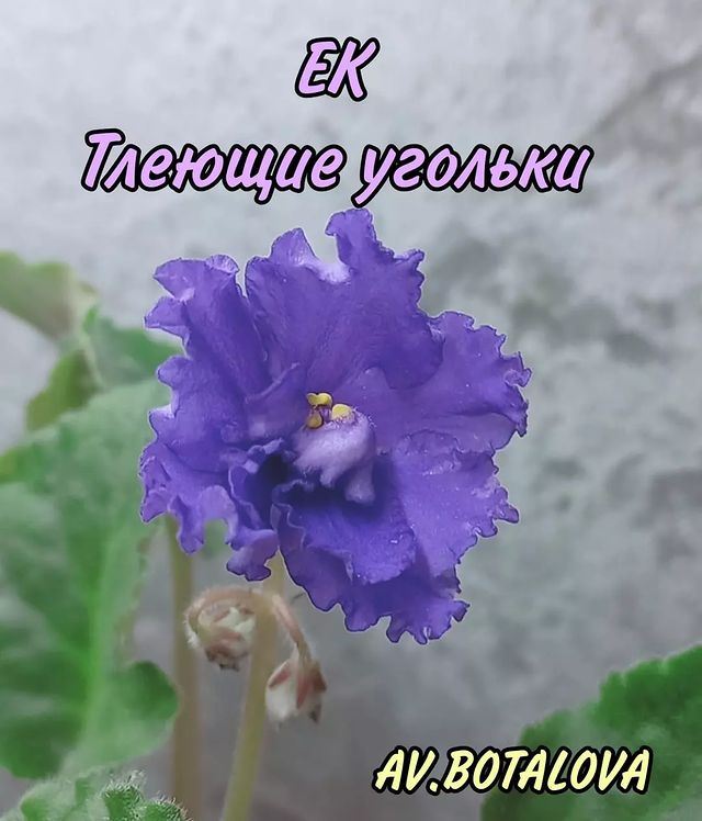 b4v__beautifully в LOOKY. #сортовые,#фиалки,#сенполии,#узамбарская,#цветы,#флора. #сортовые
#фиалки
#с...