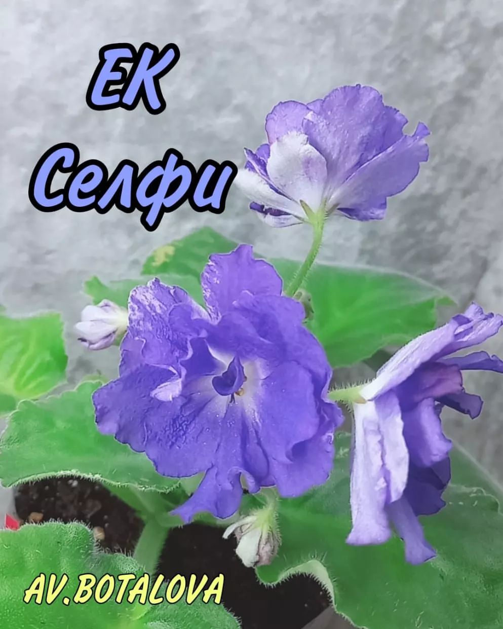 #сортовые
#фиалки
#сенполии
#узамбарская
#цветы
#флора