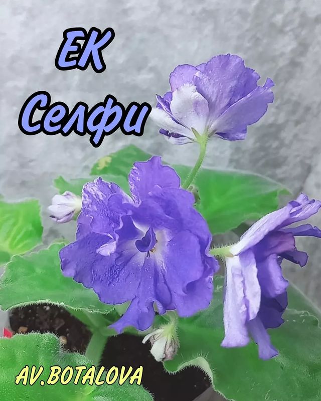 b4v__beautifully в LOOKY. #сортовые,#фиалки,#сенполии,#узамбарская,#цветы,#флора. #сортовые
#фиалки
#с...