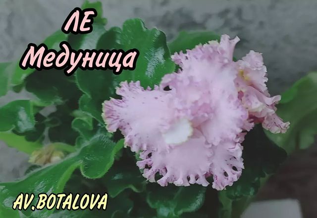 b4v__beautifully в LOOKY. #сортовые,#фиалки,#сенполии,#узамбарская,#цветы,#флора. #сортовые
#фиалки
#с...