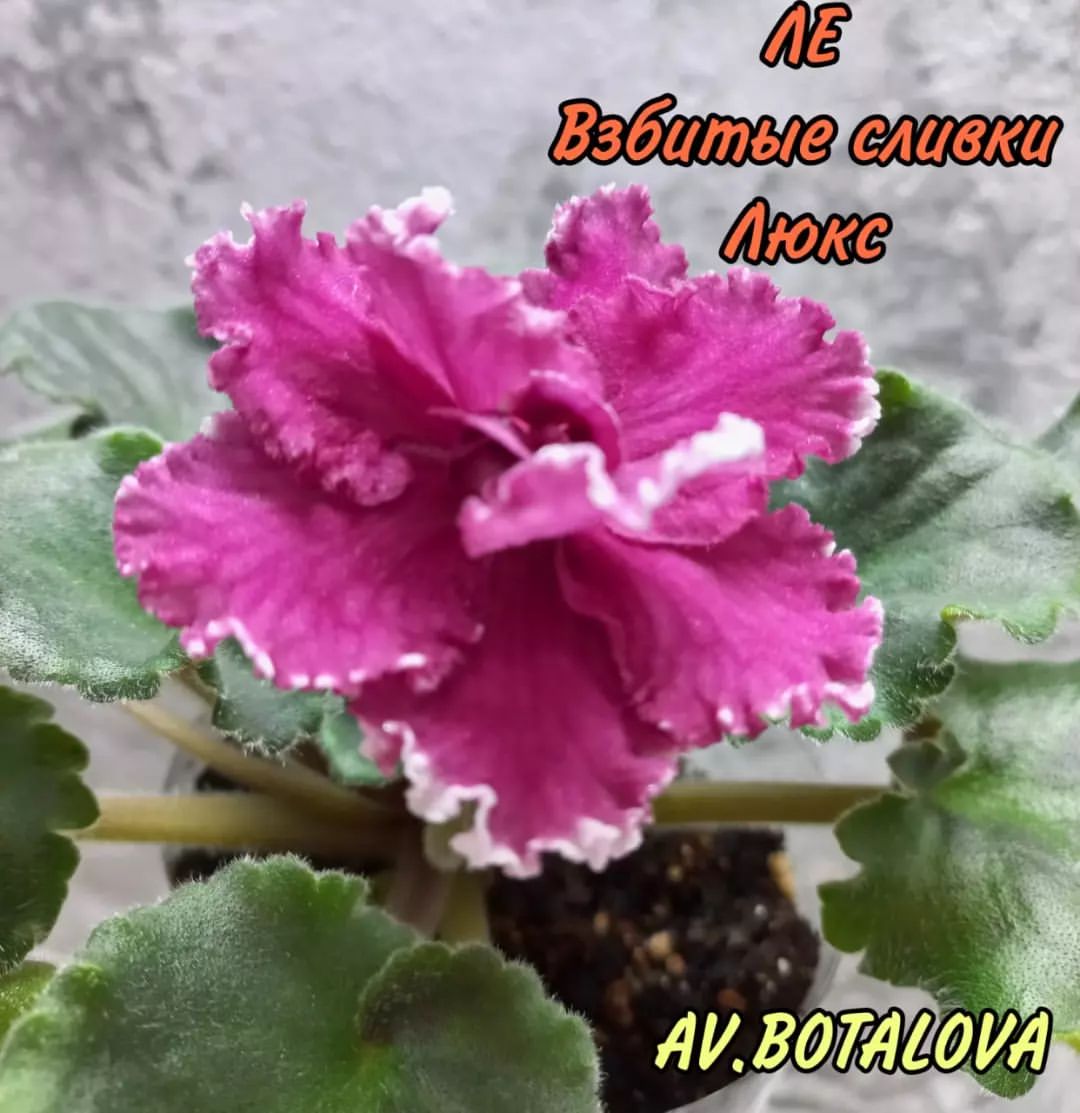 #сортовые
#фиалки
#сенполии
#узамбарская
#цветы
#флора