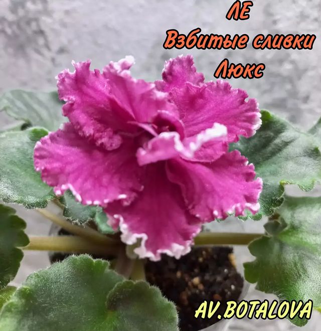 b4v__beautifully в LOOKY. #сортовые,#фиалки,#сенполии,#узамбарская,#цветы,#флора. #сортовые
#фиалки
#с...