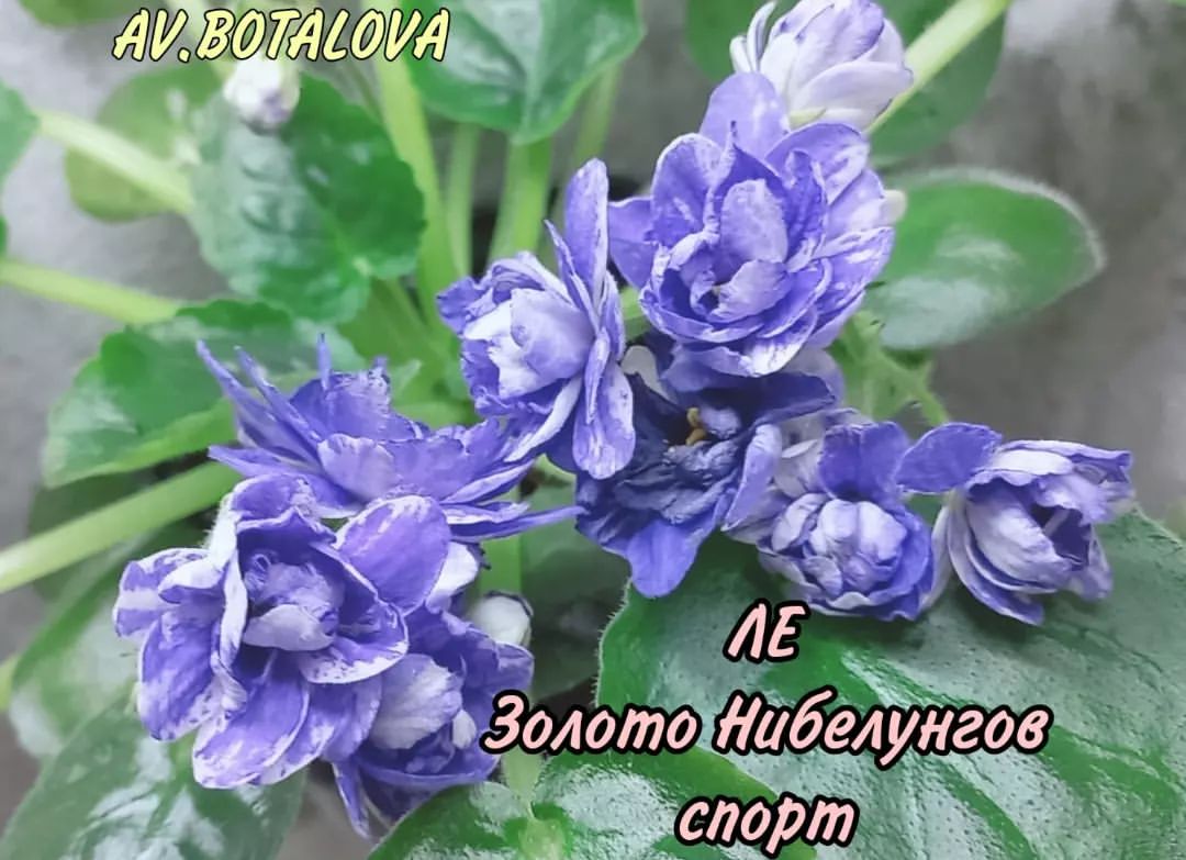 #сортовые
#фиалки
#сенполии
#узамбарская
#цветы
#флора