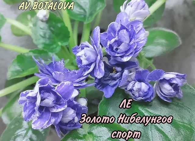 b4v__beautifully в LOOKY. #сортовые,#фиалки,#сенполии,#узамбарская,#цветы,#флора. #сортовые
#фиалки
#с...
