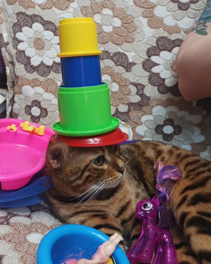 uylia.dobrynkina в LOOKY. . 🤣🤣🤣