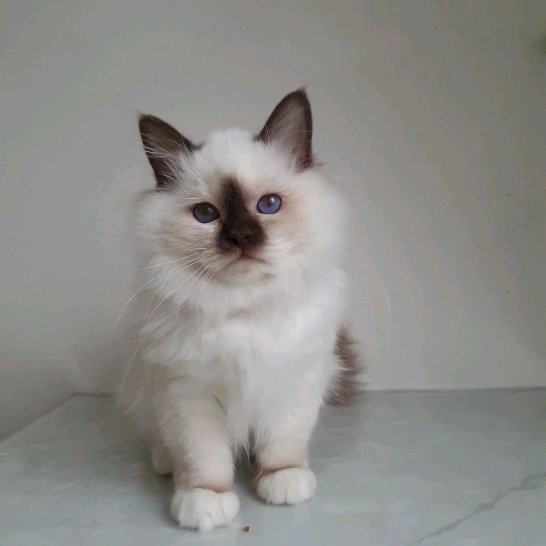 sacredbirman в LOOKY. #священнаябирма,#бирманскийкотенок,#питомниккошек,#самаяласковаякошка,#бирманскаякошка,#14февраля. 5 секунд совершенств...