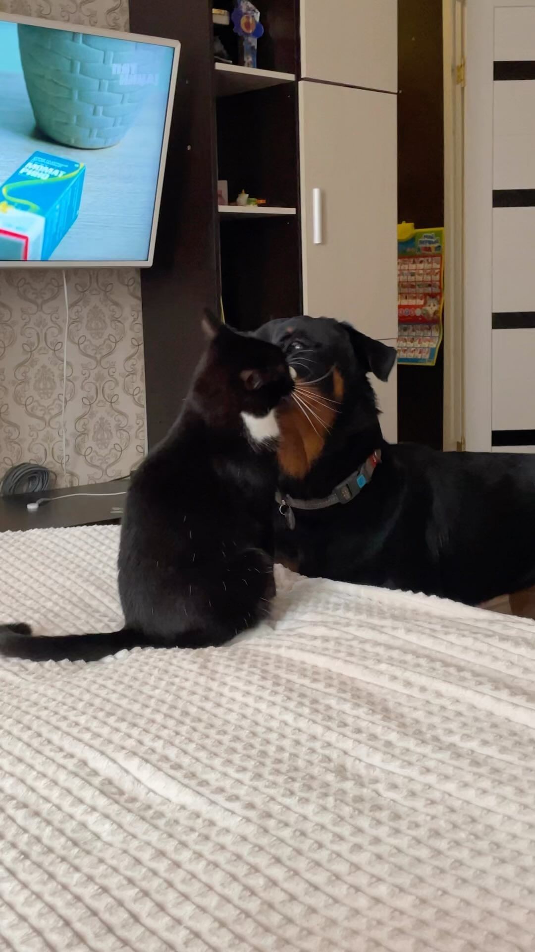 nasstxsst in LOOKY. #rottweiler. #rottweiler 
🖤