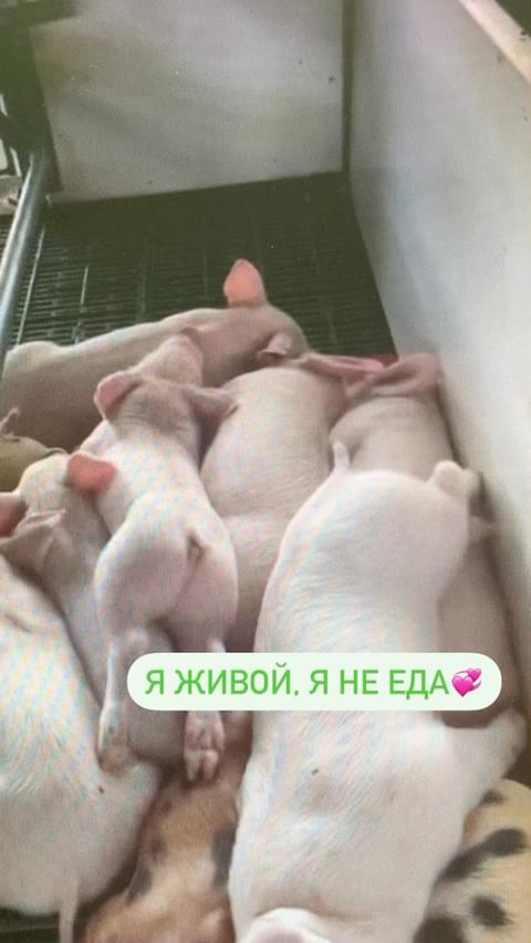 alisamoskow в LOOKY. . Я живой. Я не еда. �...