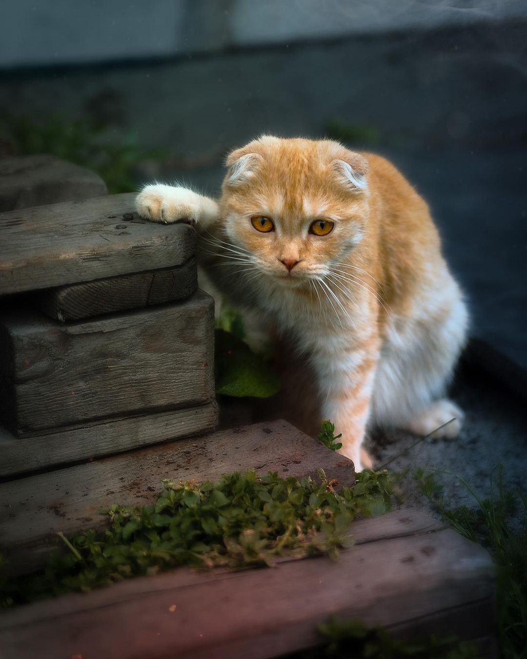 viktor_kholudeyev в LOOKY — Котя