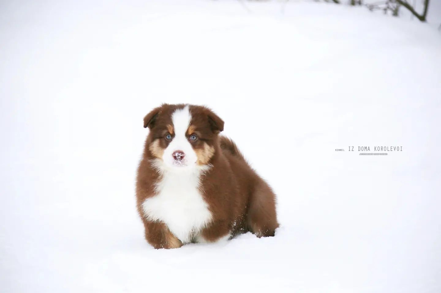 iz_doma_korolevoi_kennel в LOOKY — фото 2