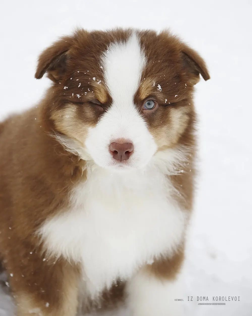 iz_doma_korolevoi_kennel в LOOKY — фото 4