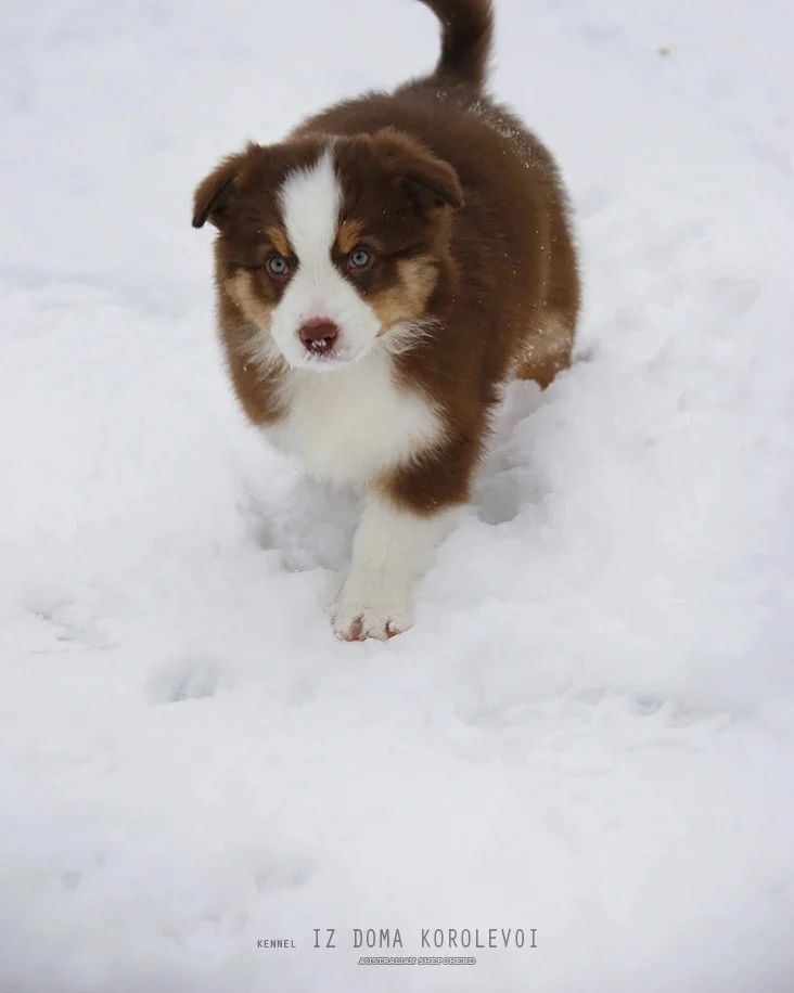 iz_doma_korolevoi_kennel в LOOKY — фото 9