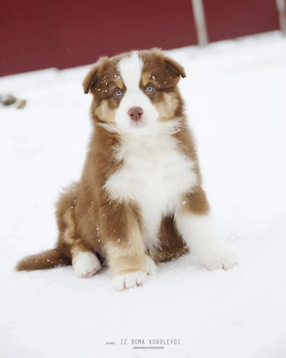 iz_doma_korolevoi_kennel в LOOKY — фото 3