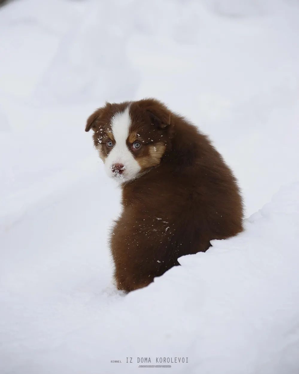 iz_doma_korolevoi_kennel в LOOKY — фото 8