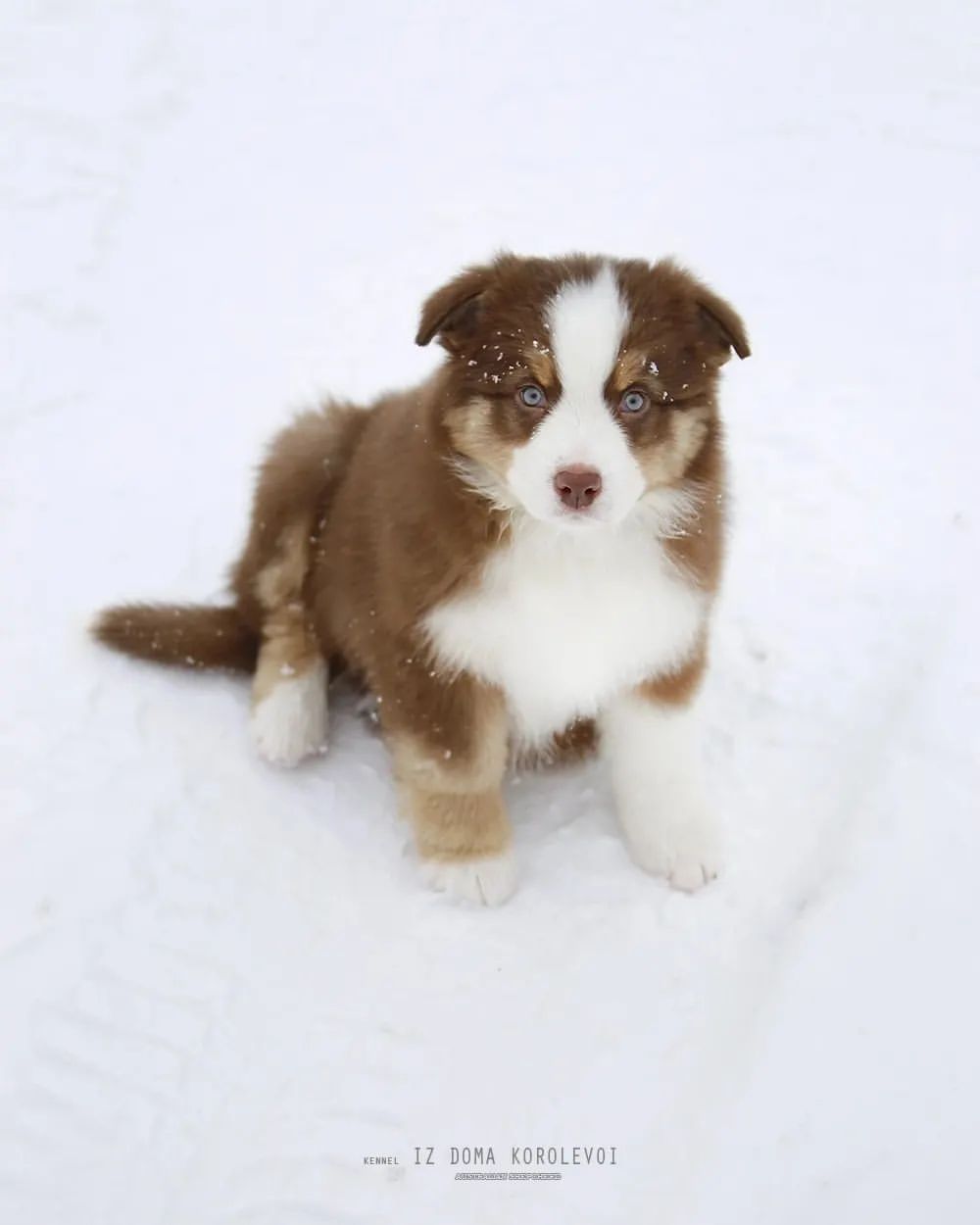 iz_doma_korolevoi_kennel в LOOKY — фото 6