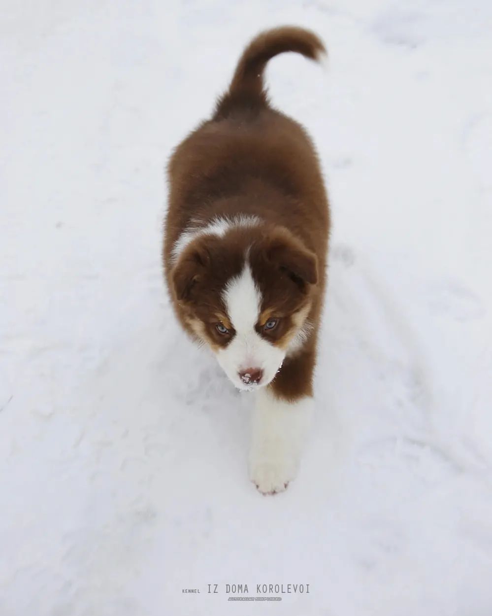 iz_doma_korolevoi_kennel в LOOKY — фото 10
