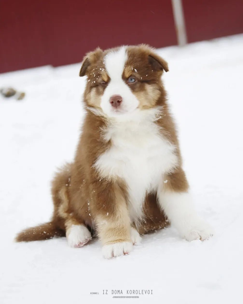 iz_doma_korolevoi_kennel в LOOKY — фото 2