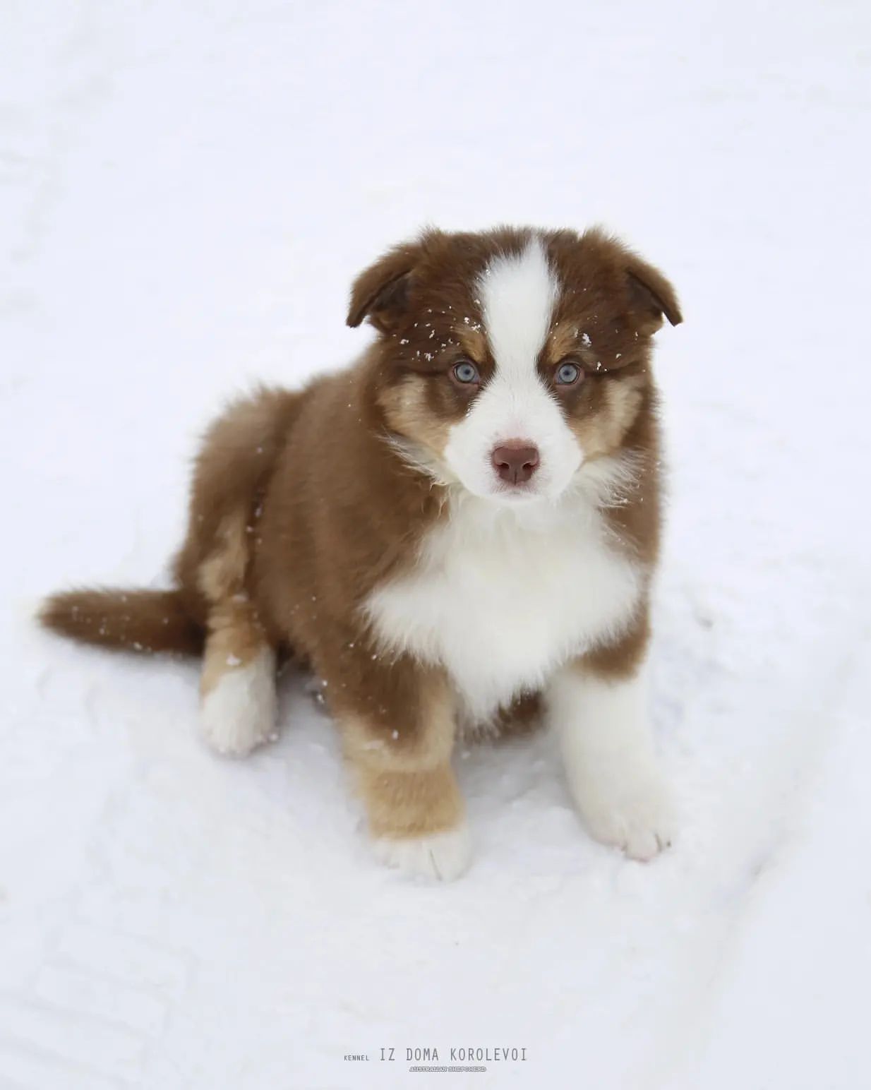 iz_doma_korolevoi_kennel в LOOKY — фото 5