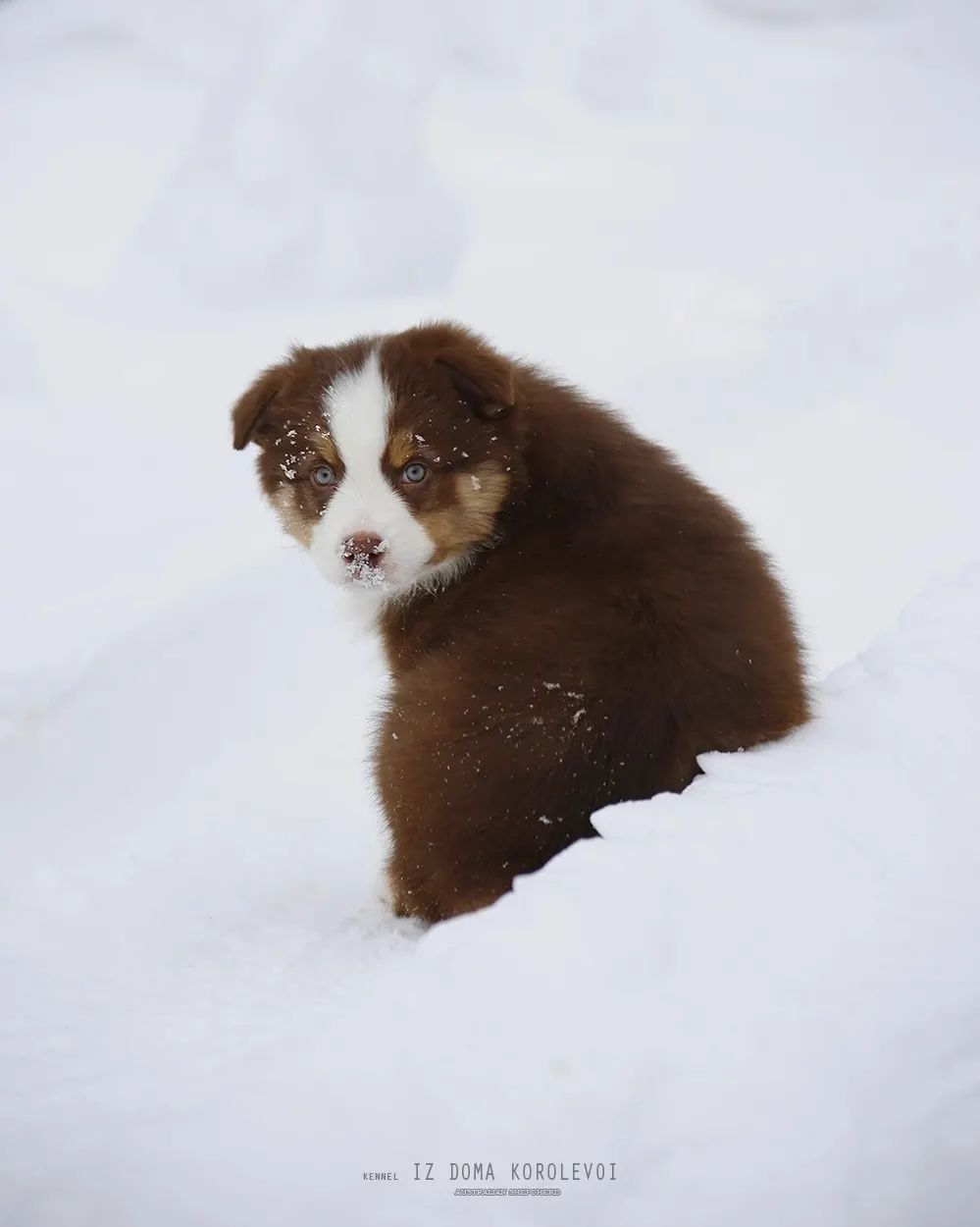 iz_doma_korolevoi_kennel в LOOKY — фото 7