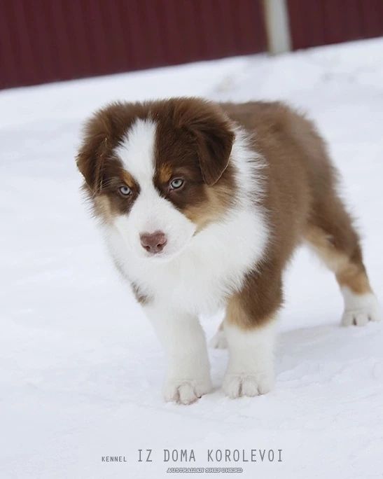 iz_doma_korolevoi_kennel в LOOKY — фото 2