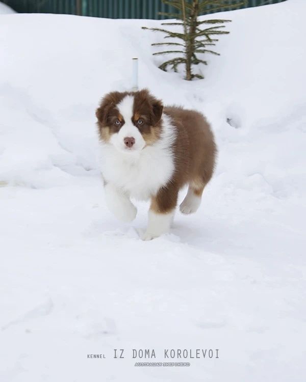 iz_doma_korolevoi_kennel в LOOKY — фото 4