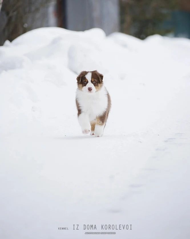 iz_doma_korolevoi_kennel в LOOKY — фото 5