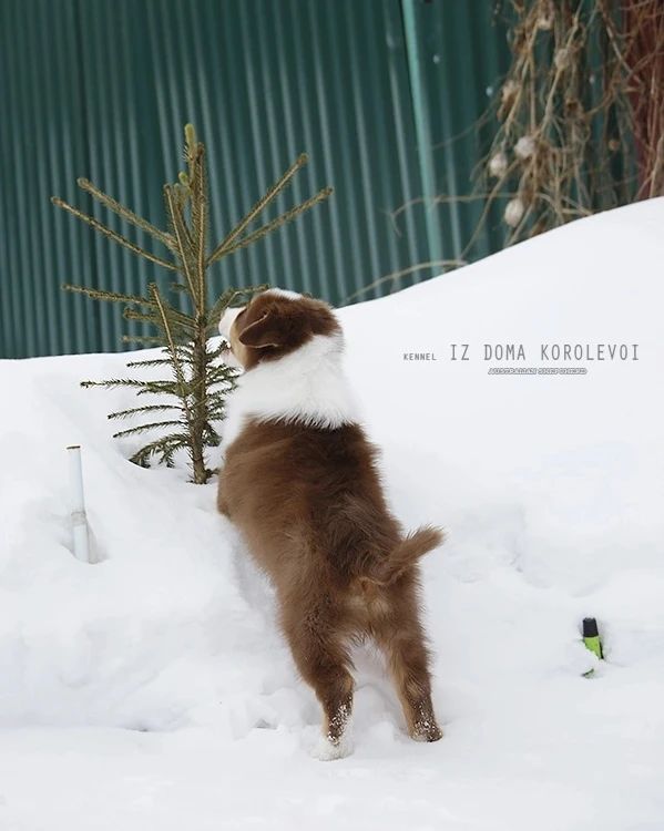 iz_doma_korolevoi_kennel в LOOKY — фото 6
