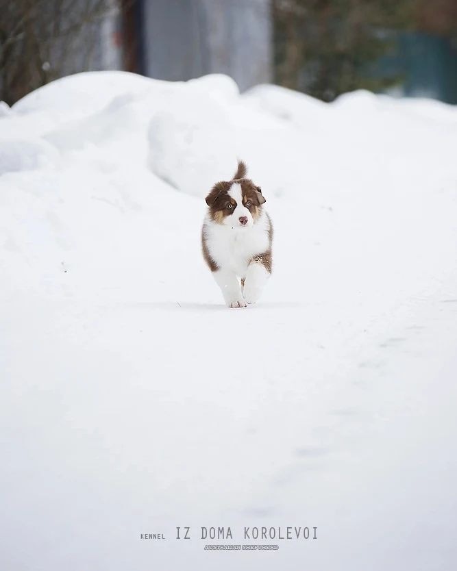 iz_doma_korolevoi_kennel в LOOKY — фото 3
