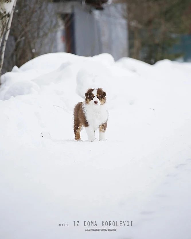 iz_doma_korolevoi_kennel в LOOKY — фото 2