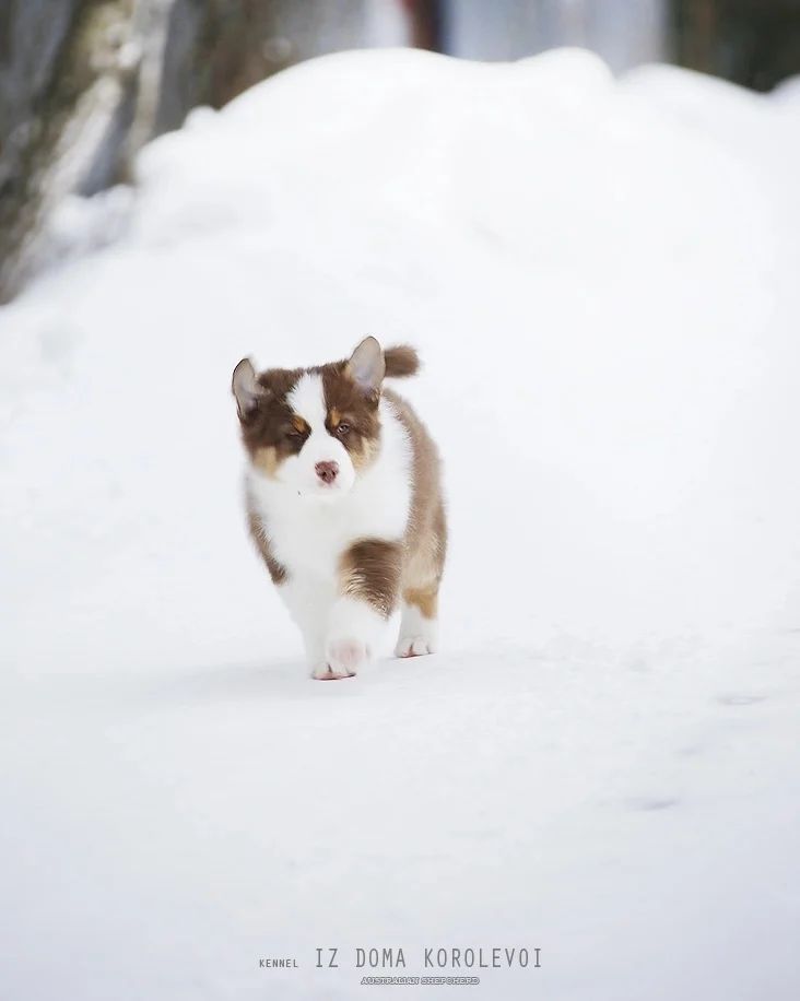 iz_doma_korolevoi_kennel в LOOKY — фото 4