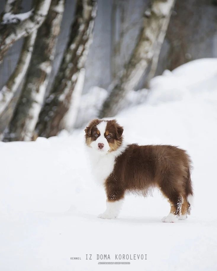 iz_doma_korolevoi_kennel в LOOKY — фото 2