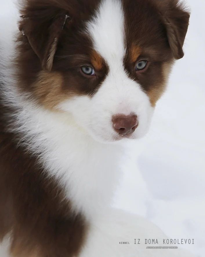 iz_doma_korolevoi_kennel в LOOKY — фото 7
