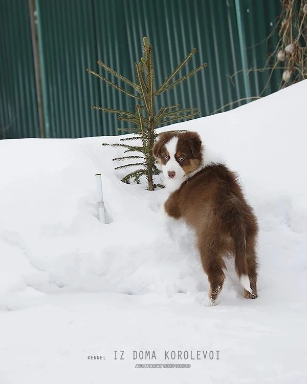 iz_doma_korolevoi_kennel в LOOKY — фото 4