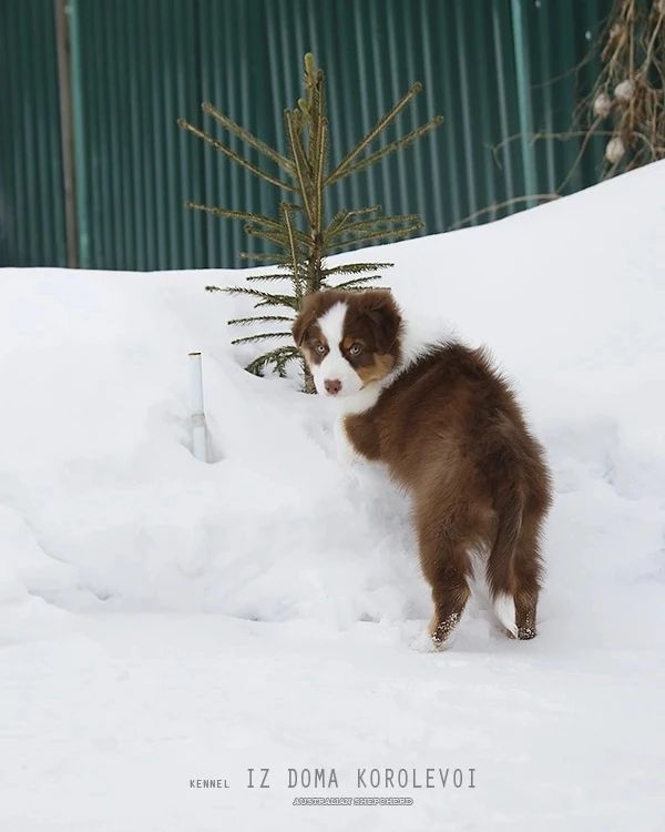 iz_doma_korolevoi_kennel в LOOKY — фото 3