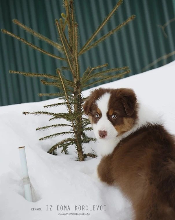 iz_doma_korolevoi_kennel в LOOKY — фото 6