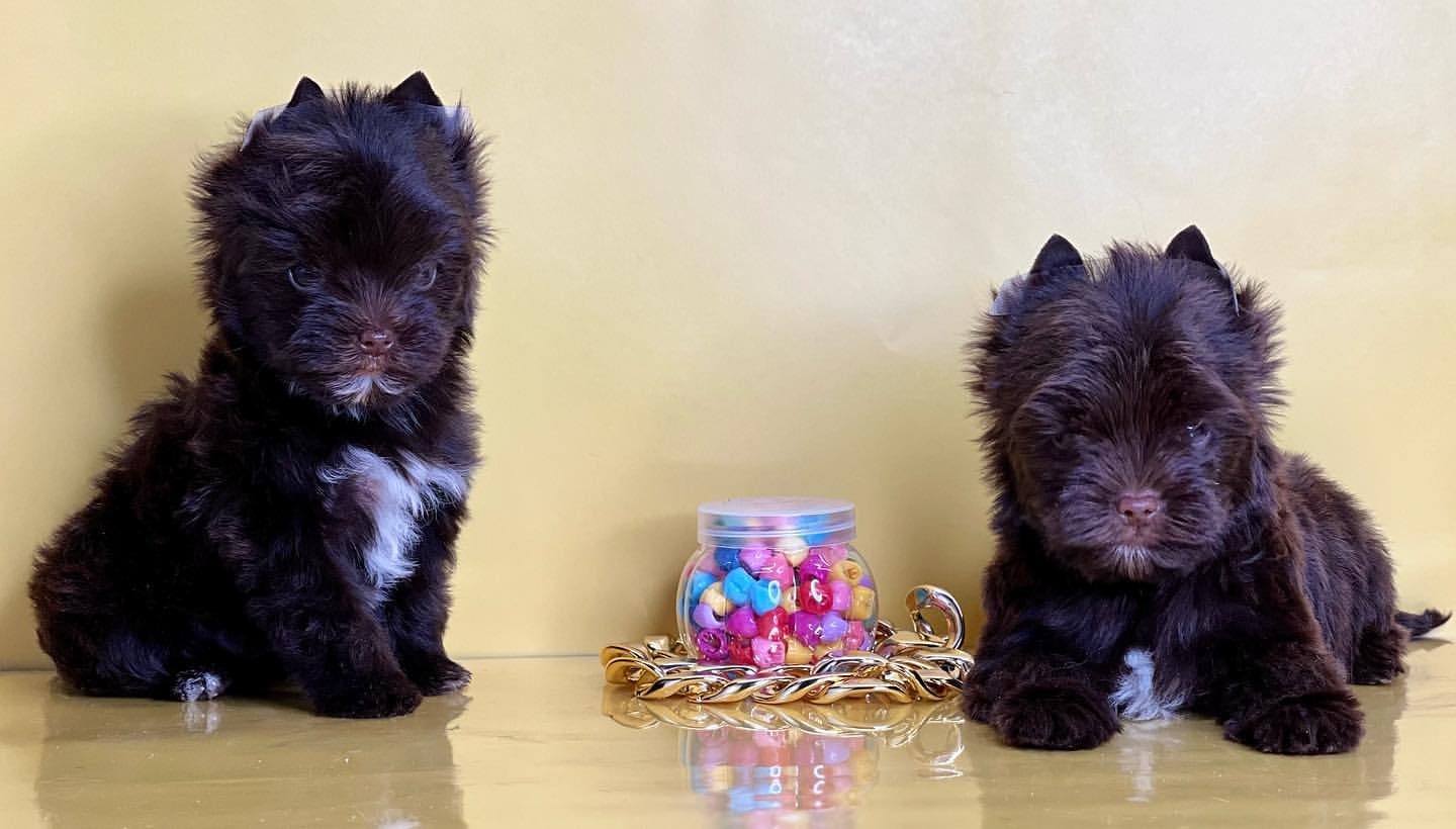 kennel_city_choco_fantasy в LOOKY — фото 8