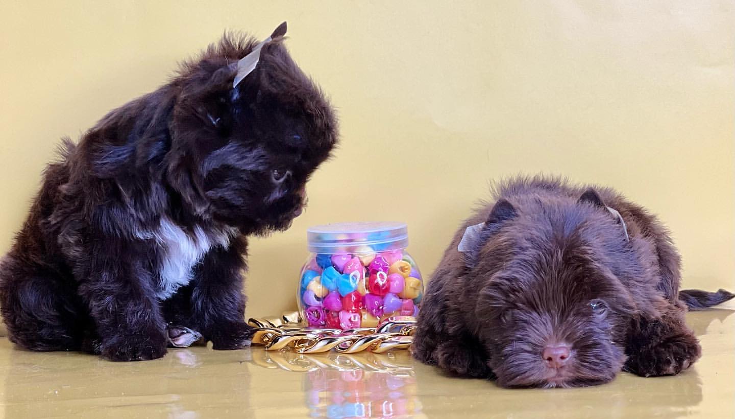 kennel_city_choco_fantasy в LOOKY — фото 10