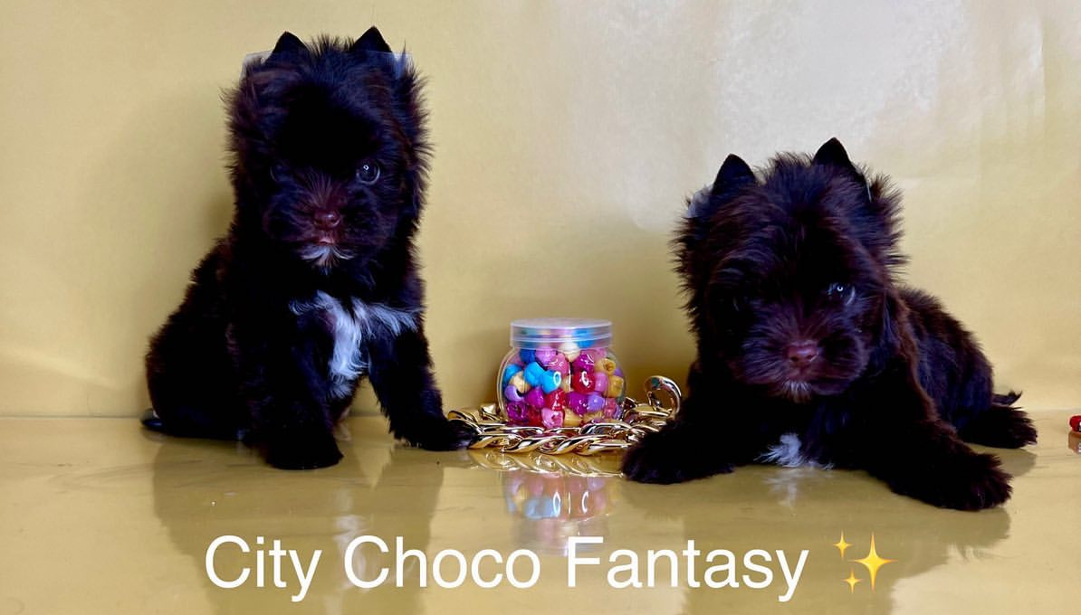 kennel_city_choco_fantasy в LOOKY — фото 4