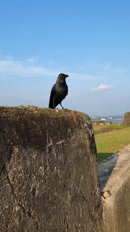 elena10tur в LOOKY. #SriLanka,#ШриЛанка,#Галле,#Galle,#Fort. Город-форт Галле👍

...