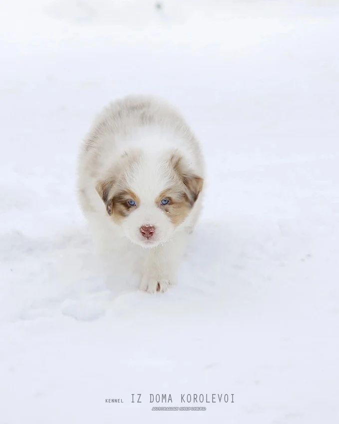iz_doma_korolevoi_kennel в LOOKY — фото 7