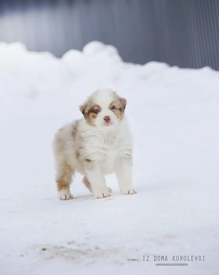 iz_doma_korolevoi_kennel в LOOKY — фото 6
