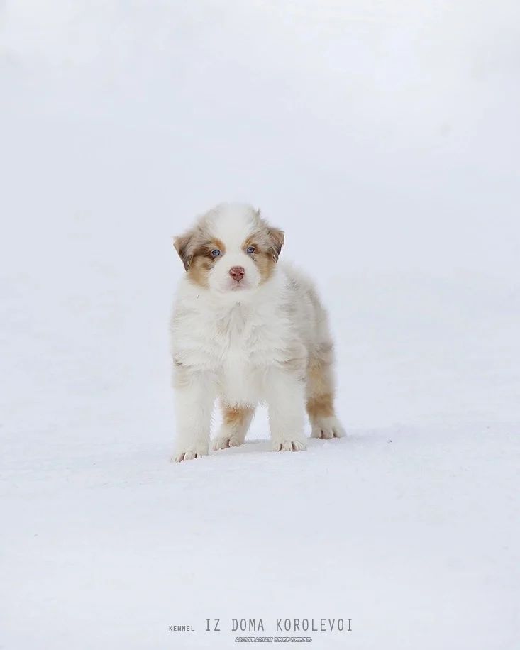 iz_doma_korolevoi_kennel в LOOKY — фото 3
